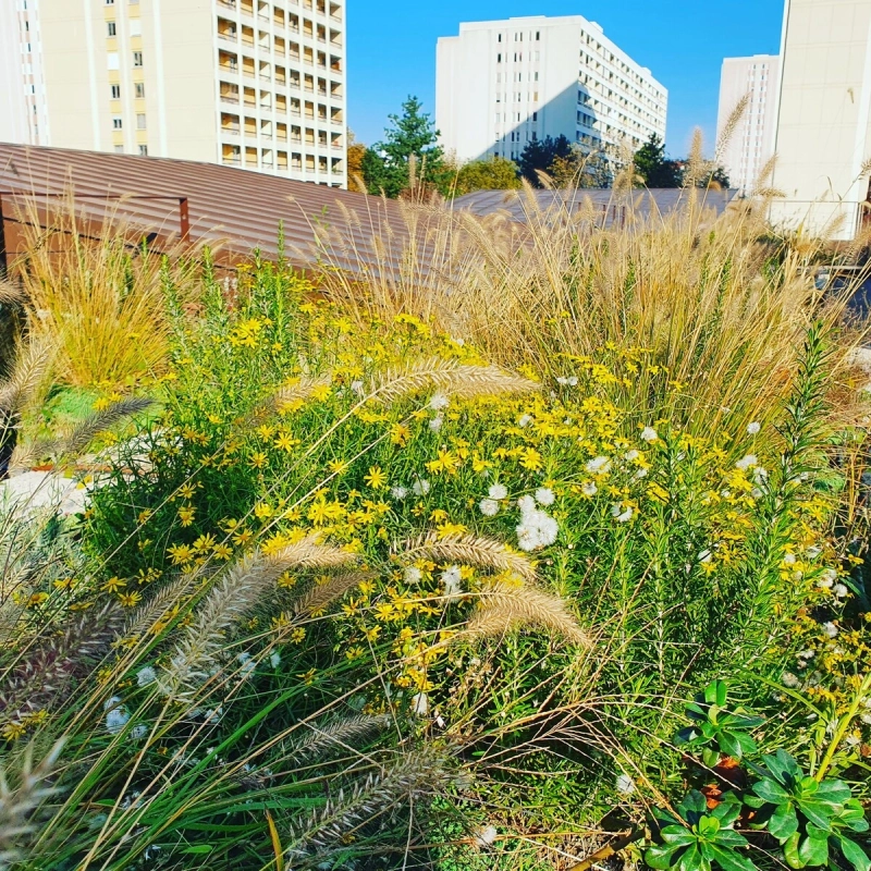 Toiture végétale dite semi-intensive à Lyon en Rhône-Alpes